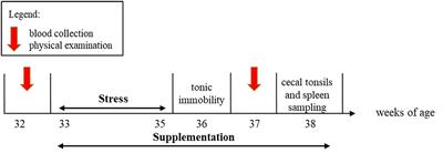 Regulatory T Cell Modulation by Lactobacillus rhamnosus Improves Feather Damage in Chickens